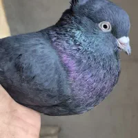 کفتر|پرنده|خرم بید, |دیوار