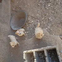 واگذاری سه عد توله پامر شیواوا نر نصف قیمت|سگ|قم, دانش|دیوار