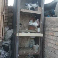 کفتر های پرشی ساعتی|پرنده|بافق, |دیوار