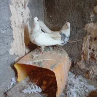 کفتر