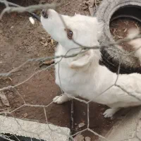 سگ میکس اشپیتز شیتزو|سگ|کازرون, |دیوار