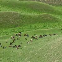 گوسفند داشتی