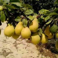 نهالستان گردو و بادام دیرگل و پربار پالیز|خدمات باغبانی و درختکاری|گوگان, |دیوار