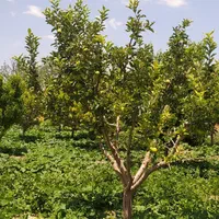 زمین زراعی و باغ|فروش زمین و ملک کلنگی|تهران, صفا|دیوار