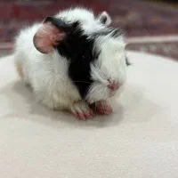 خوکچه هندی|موش و خرگوش|تهران, میدان ولیعصر|دیوار