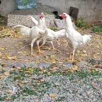 مرغ و خروس لاری|حیوانات مزرعه|آبیک, |دیوار