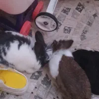 دوعدد خرگوش|موش و خرگوش|تبریز, |دیوار