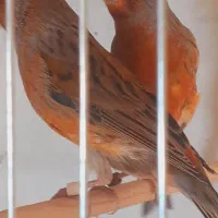 قناری ماده اماده،مولد،جفتی سهره و گلبسر،نرمست بخون