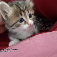 واگذاری یه پیشولی به نام فندوق ناز ومهربون