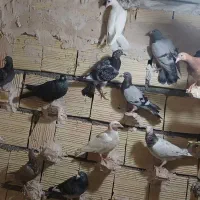 کبوترپرشی|پرنده|آشخانه, |دیوار