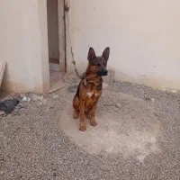 سگ ژرمن|سگ|قرچک, قشلاق جیتو|دیوار