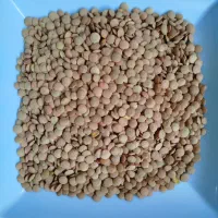 فروش انواع حبوبات مرغوب بصورت عمده و جزئی|عمدهفروشی|گنبد کاووس, |دیوار