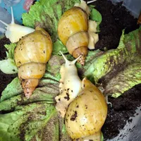 فروش و آموزش حلزون و خاویار
