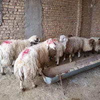 قوچ چاق