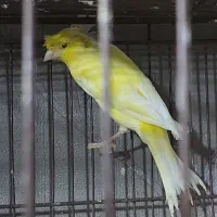 قناری