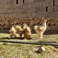 جوجه برهما، مرندی، لاری،گلین لری|حیوانات مزرعه|تهران, گیشا|دیوار