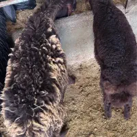 بره شیشک گوسفند همو و هترو