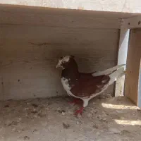 کفتر کبوتر
