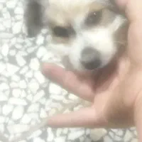 سگ شیتزو|سگ|شیراز, کوشک میدان|دیوار