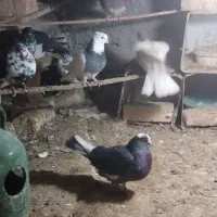 فروش یک عدد کبوتر طوقی