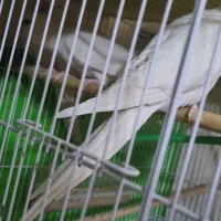 عروس هلندی کوتوله قناری شاه طوطی ملنگو|پرنده|مشهد, حیدرآباد|دیوار