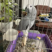 طوطی کاسکو نر ۸ ماهه|پرنده|خمینی‌شهر, |دیوار