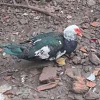 اردک اسرائیلی درشت هیکل  سالم