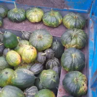 فروش کدو برای دام