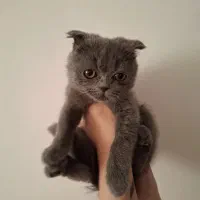 واگذاری توله اسکاتیش فولد نر|گربه|تهران, گلستان (شهرک راه آهن)|دیوار