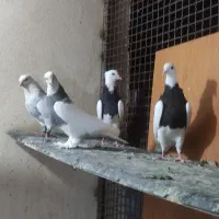 قفس و کفتر جفتی|پرنده|صدرا-فارس, فاز ۱|دیوار