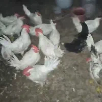 مرغ و خروس خانگی و پروار