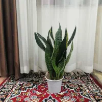 چند گل طبیعی|گل و گیاه طبیعی|تبریز, |دیوار