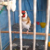 سهره جوجه قفس|پرنده|تهران, اتابک|دیوار