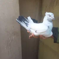 سه تا کفتر استفاده