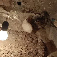 بلدرچین تخمگذار