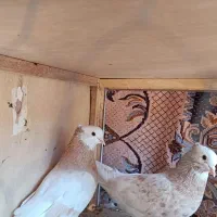 یه جفت شازده هما پرشی عالی  همه چیز تموم