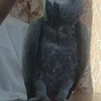 کاسکو