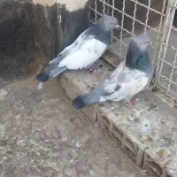 کبوتر رنگی