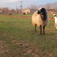 قوچ شال اصیل|حیوانات مزرعه|مشهد, کوشش|دیوار