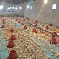 کارگر مرغداری