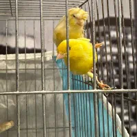 قناری نر و ماده