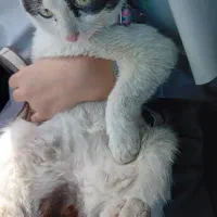 فروش یک عدد گربه بسیار آرام