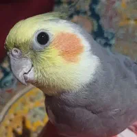 عروس هلندی گمشده