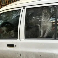 توله بردرکولی