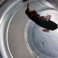 ماهی فایتر جفت|ماهی|کرمانشاه, |دیوار