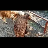 فروش دو عدد بره نر ترکی