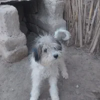سگ پشمالو