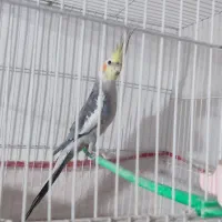 عروس هلندی نر ۸ ماهه