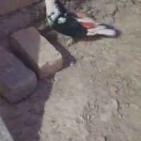 کبوتر|پرنده|ملایر, |دیوار