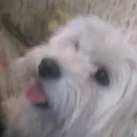 سگ نر|سگ|تبریز, |دیوار